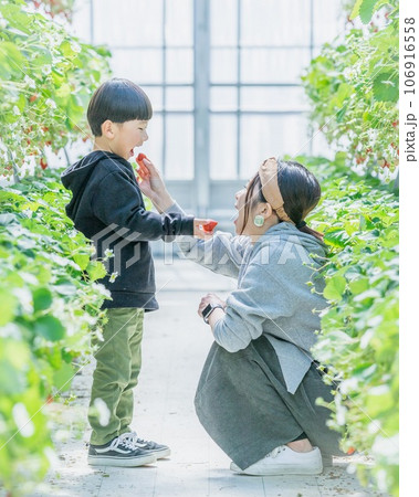 いちご狩りをする親子 106916558