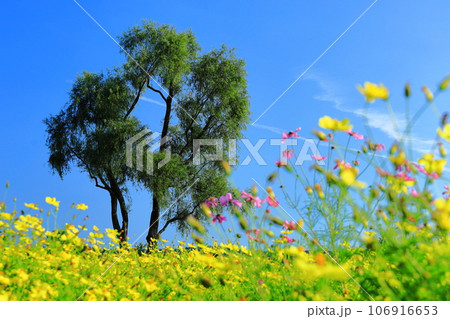 春の花と木 106916653