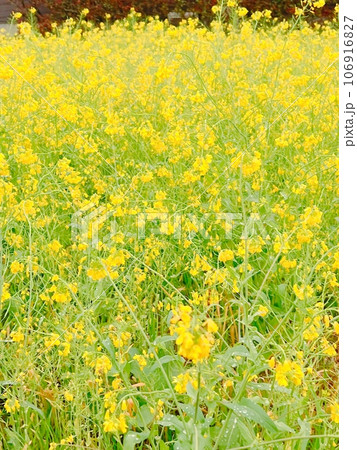 菜の花のある風景 106916827