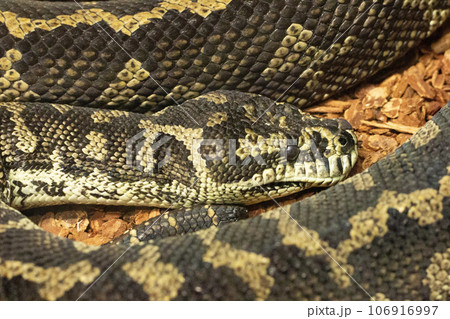 Jungle carpet python Jungle carpet python 106916997
