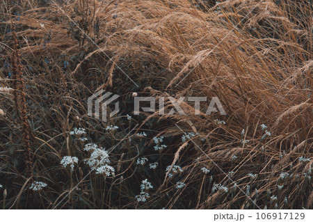 Dry brown grasses, flowers, plants, herbs sway in the wind in wildlife background in dark key. Cultivation and care of plants. Abandoned grassed wasteland, field, meadow, grassland. High quality photo 106917129