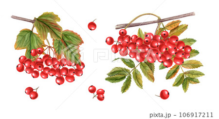 Watercolor bunch of ripe viburnum berries, rowan berries with autumn leaves. Guelder rose, Sorbus aucuparia, mountain-ash, quick beam. Hand drawn illustration for card, book, greetings. 106917211