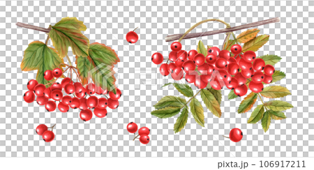 Watercolor bunch of ripe viburnum berries, rowan berries with autumn leaves. Guelder rose, Sorbus aucuparia, mountain-ash, quick beam. Hand drawn illustration for card, book, greetings. 106917211