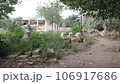 Blank gravestone with other graves and green neem trees in background 106917686