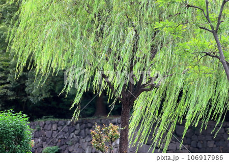 柳の木 柳の木 106917986