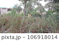 cemetery graves and natural greenery 106918014