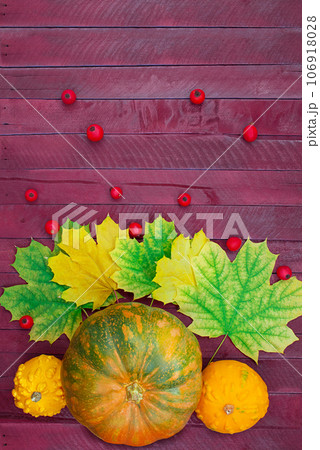 Orange-green, yellow pumpkins with maple leaves and rose hips on boards. Autumn, Thanksgiving day, Halloween. Food. Vertical, horizontal. Flat lay. Copy space Orange-green, yellow pumpkins with maple leaves and rose hips on boards. Autumn, Thanksgiving day, Halloween. Food. Vertical, horizontal. Flat lay. Copy space 106918028