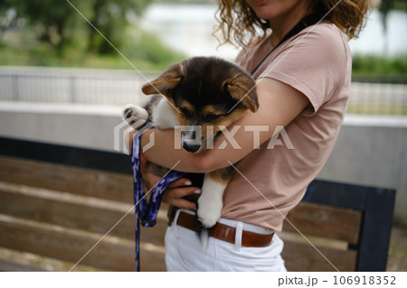 Pembroke Welsh Corgi Tri colored puppy in the park. Corgi outdoor Pembroke Welsh Corgi Tri colored puppy in the park. Corgi outdoor 106918352