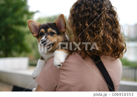 Pembroke Welsh Corgi Tri colored puppy in the park. Corgi outdoor Pembroke Welsh Corgi Tri colored puppy in the park. Corgi outdoor 106918353