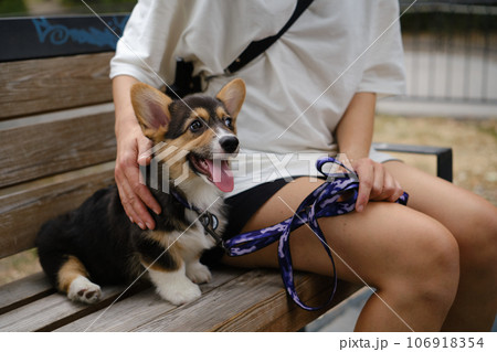 Pembroke Welsh Corgi Tri colored puppy in the park. Corgi outdoor Pembroke Welsh Corgi Tri colored puppy in the park. Corgi outdoor 106918354