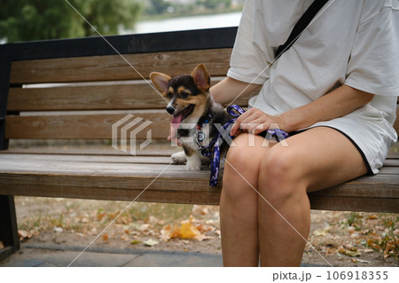 Pembroke Welsh Corgi Tri colored puppy in the park. Corgi outdoor Pembroke Welsh Corgi Tri colored puppy in the park. Corgi outdoor 106918355