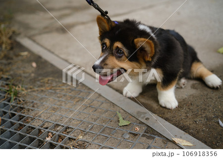 Pembroke Welsh Corgi Tri colored puppy. Unhappy corgi puppy does not want to go for a walk. Tired little corgi on a leash Pembroke Welsh Corgi Tri colored puppy. Unhappy corgi puppy does not want to go for a walk. Tired little corgi on a leash 106918356