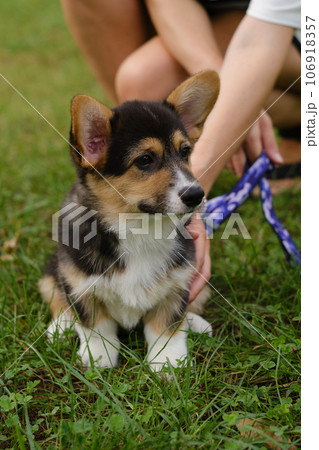 Pembroke Welsh Corgi Tri colored puppy in the park. Corgi outdoor Pembroke Welsh Corgi Tri colored puppy in the park. Corgi outdoor 106918357