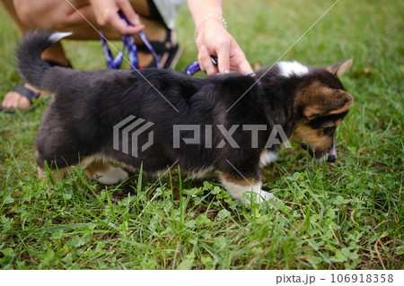 Pembroke Welsh Corgi Tri colored puppy in the park. Corgi outdoor Pembroke Welsh Corgi Tri colored puppy in the park. Corgi outdoor 106918358