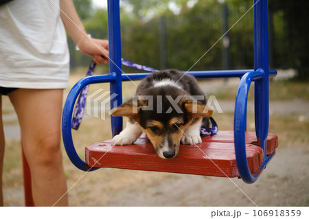 Pembroke Welsh Corgi Tri colored puppy with a child in the park. Corgi outdoor Pembroke Welsh Corgi Tri colored puppy with a child in the park. Corgi outdoor 106918359