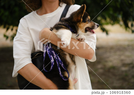 Pembroke Welsh Corgi Tri colored puppy in the park. Corgi outdoor Pembroke Welsh Corgi Tri colored puppy in the park. Corgi outdoor 106918360