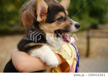 Pembroke Welsh Corgi Tri colored puppy with a child in the park. Corgi outdoor Pembroke Welsh Corgi Tri colored puppy with a child in the park. Corgi outdoor 106918361