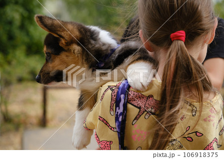 Pembroke Welsh Corgi Tri colored puppy with a child in the park. Corgi outdoor Pembroke Welsh Corgi Tri colored puppy with a child in the park. Corgi outdoor 106918375