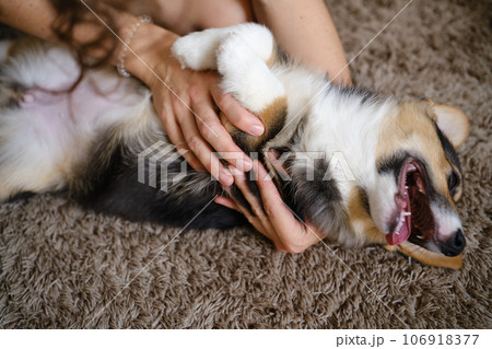 Pembroke Welsh Corgi Tri colored puppy plaing at home Pembroke Welsh Corgi Tri colored puppy plaing at home 106918377
