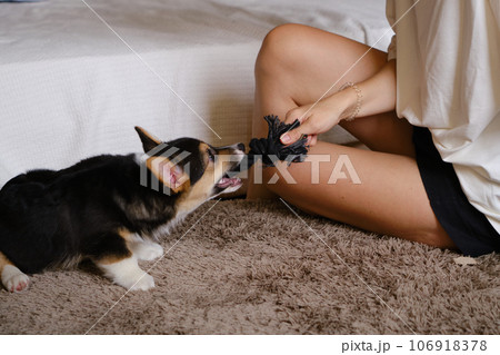Pembroke Welsh Corgi Tri colored puppy plaing at home Pembroke Welsh Corgi Tri colored puppy plaing at home 106918378
