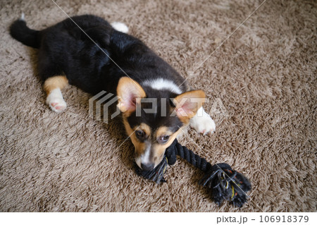 Pembroke Welsh Corgi Tri colored puppy plaing at home Pembroke Welsh Corgi Tri colored puppy plaing at home 106918379