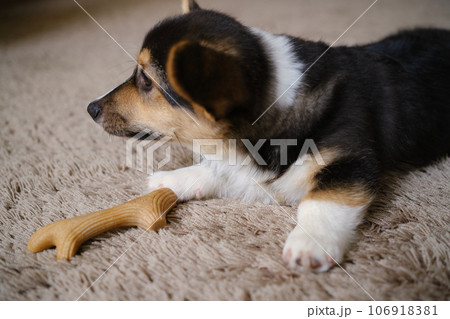 Pembroke Welsh Corgi Tri colored puppy plaing at home Pembroke Welsh Corgi Tri colored puppy plaing at home 106918381