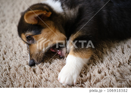 Pembroke Welsh Corgi Tri colored puppy plaing at home Pembroke Welsh Corgi Tri colored puppy plaing at home 106918382