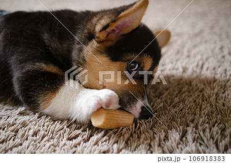 Pembroke Welsh Corgi Tri colored puppy plaing at home Pembroke Welsh Corgi Tri colored puppy plaing at home 106918383