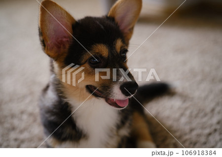 Cute portrait Pembroke Welsh Corgi Tri colored puppy Cute portrait Pembroke Welsh Corgi Tri colored puppy 106918384