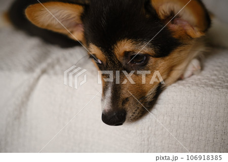 Cute portrait Pembroke Welsh Corgi Tri colored puppy Cute portrait Pembroke Welsh Corgi Tri colored puppy 106918385
