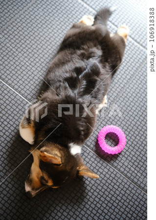 Pembroke Welsh Corgi Tri colored puppy plays with a toy Pembroke Welsh Corgi Tri colored puppy plays with a toy 106918388