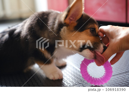 Pembroke Welsh Corgi Tri colored puppy plays with a toy Pembroke Welsh Corgi Tri colored puppy plays with a toy 106918390