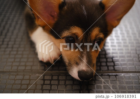 Pembroke Welsh Corgi Tri colored puppy close up Pembroke Welsh Corgi Tri colored puppy close up 106918391