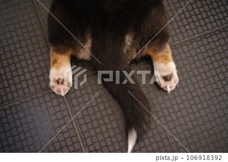 Pembroke Welsh Corgi Tri colored puppy Pembroke Welsh Corgi Tri colored puppy 106918392