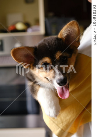 Pembroke Welsh Corgi Tri colored puppy on the hands Pembroke Welsh Corgi Tri colored puppy on the hands 106918393