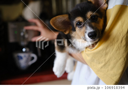 Pembroke Welsh Corgi Tri colored puppy on the hands helps to make coffee Pembroke Welsh Corgi Tri colored puppy on the hands helps to make coffee 106918394