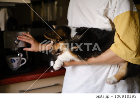 Pembroke Welsh Corgi Tri colored puppy on the hands helps to make coffee Pembroke Welsh Corgi Tri colored puppy on the hands helps to make coffee 106918395