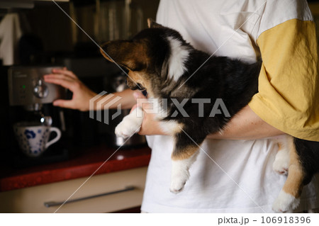 Pembroke Welsh Corgi Tri colored puppy on the hands helps to make coffee Pembroke Welsh Corgi Tri colored puppy on the hands helps to make coffee 106918396