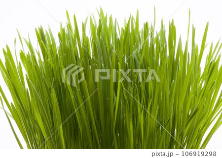 大麦の若葉 大麦の若葉 106919298