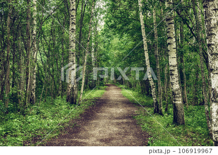 Dark birch forest Dark birch forest 106919967