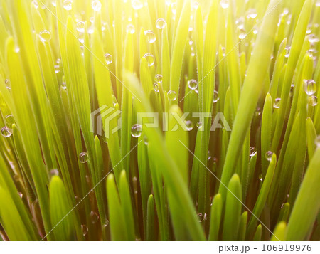 Natural abstract grass background 106919976