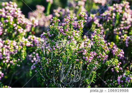 Blooming heather flowers 106919986