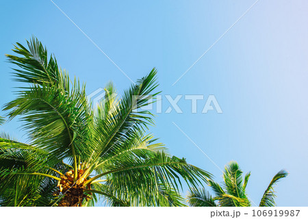 Tropical Background with palm 106919987