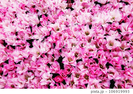 Pink tulip flowers Pink tulip flowers 106919993