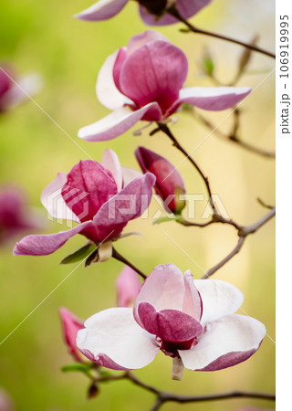 Magnolia spring flowers 106919995