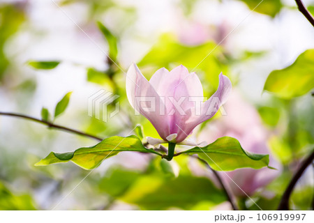 Magnolia spring flowers Magnolia spring flowers 106919997