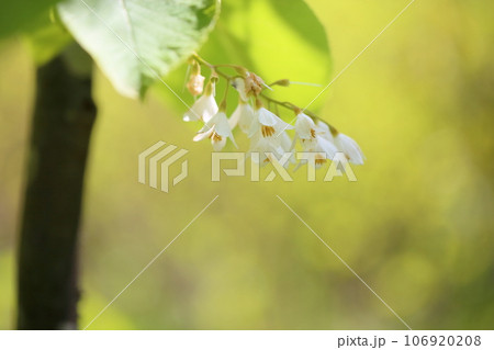 ハクウンボクの花 106920208