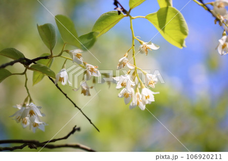 ハクウンボクの花 106920211