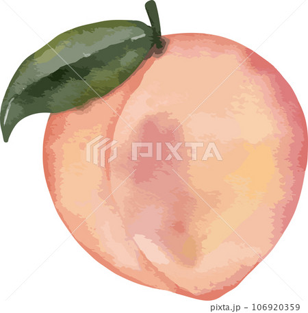 peach fruit   watercolor illustration isolated element 106920359