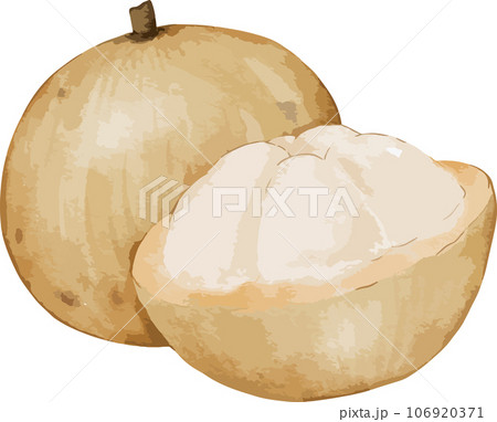 santol fruit   watercolor illustration isolated element 106920371